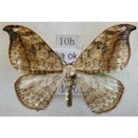 Drepana falcataria (Linnaeus, 1758) male Wycinka sierpianka Poland10h
